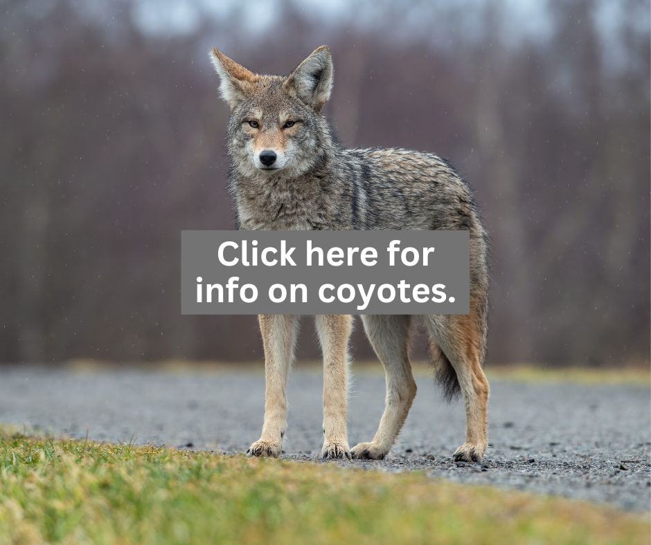 COYOTES