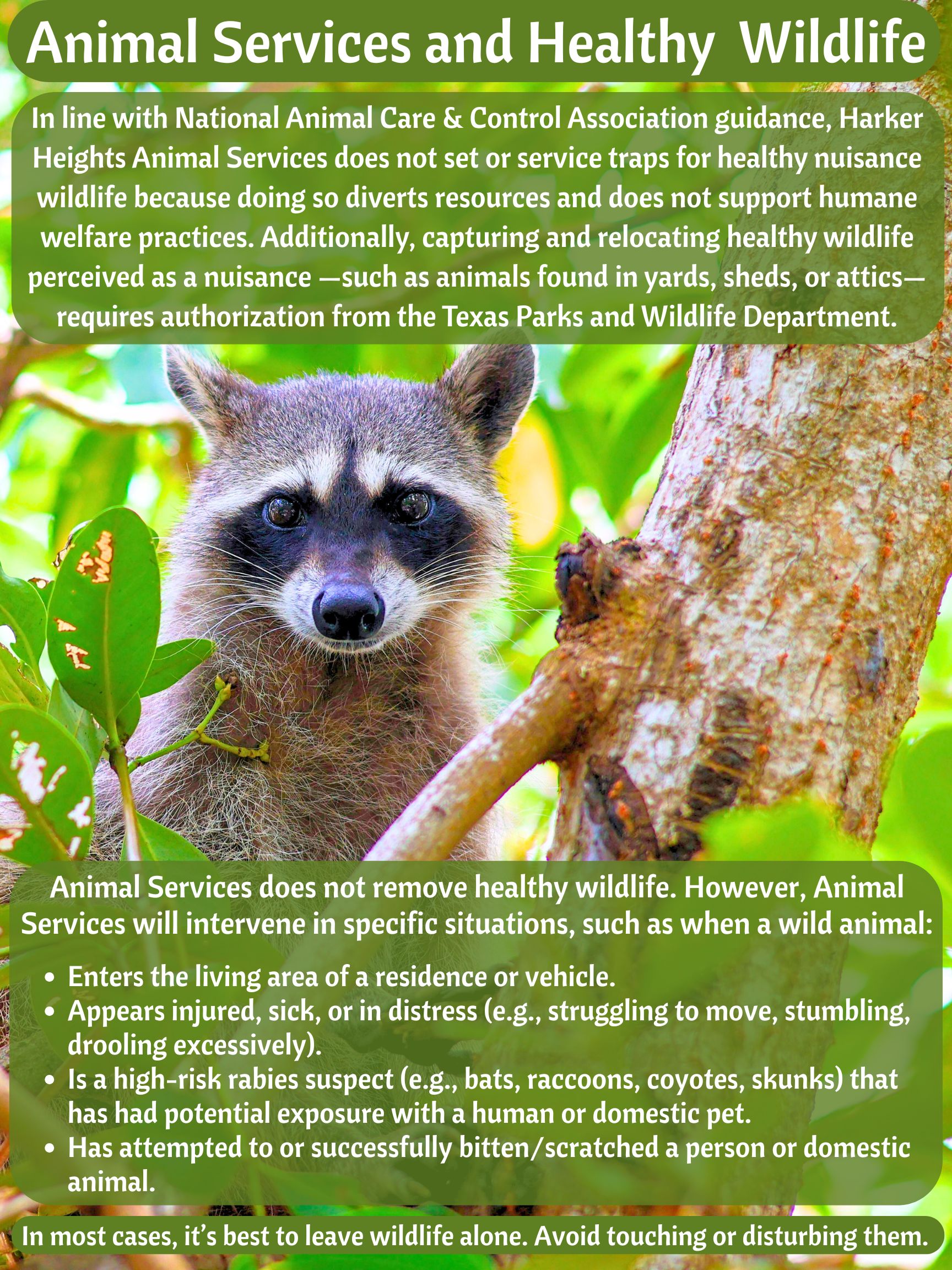 WILDLIFE 2