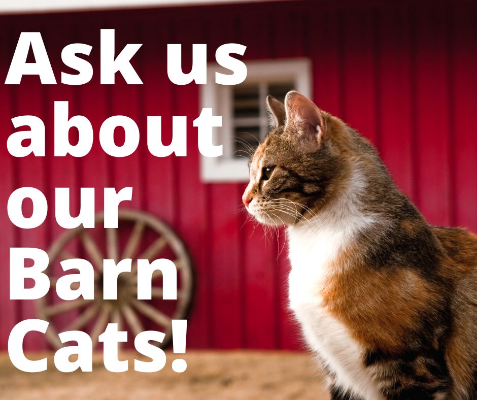 barn cats
