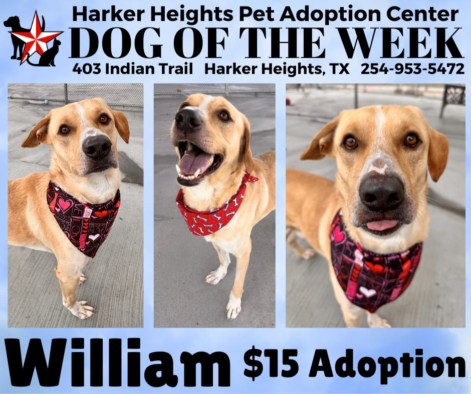 dog of the week 23