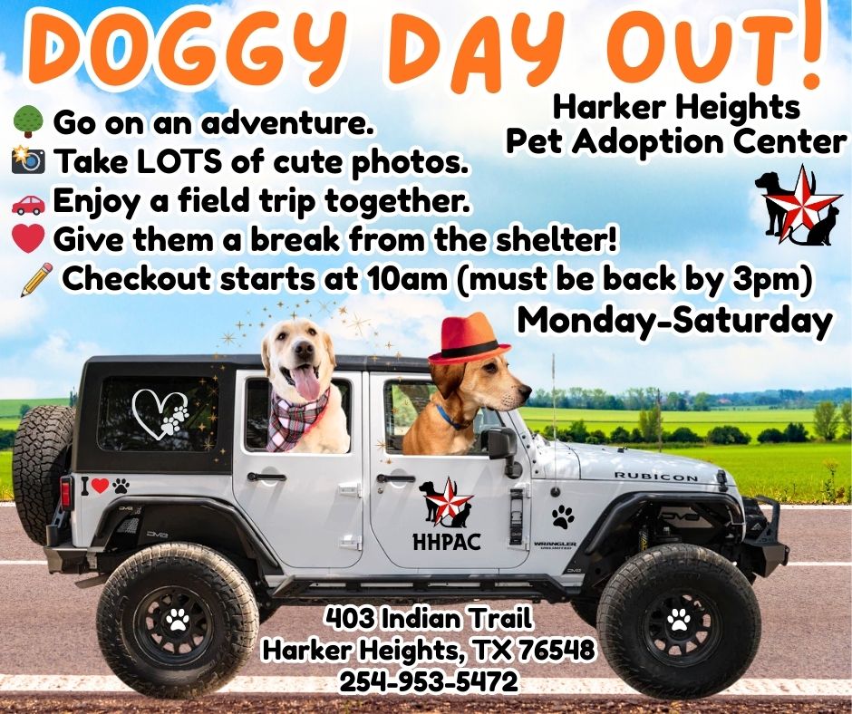 doggy day out