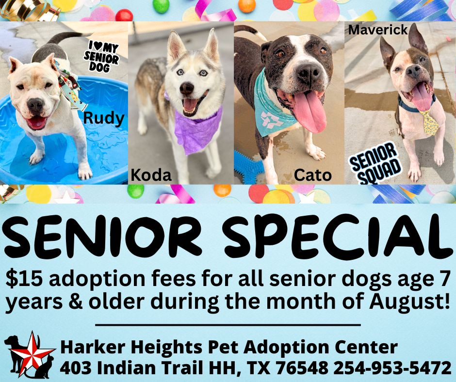 How Much is to Adopt a Dog: Uncover Real Costs